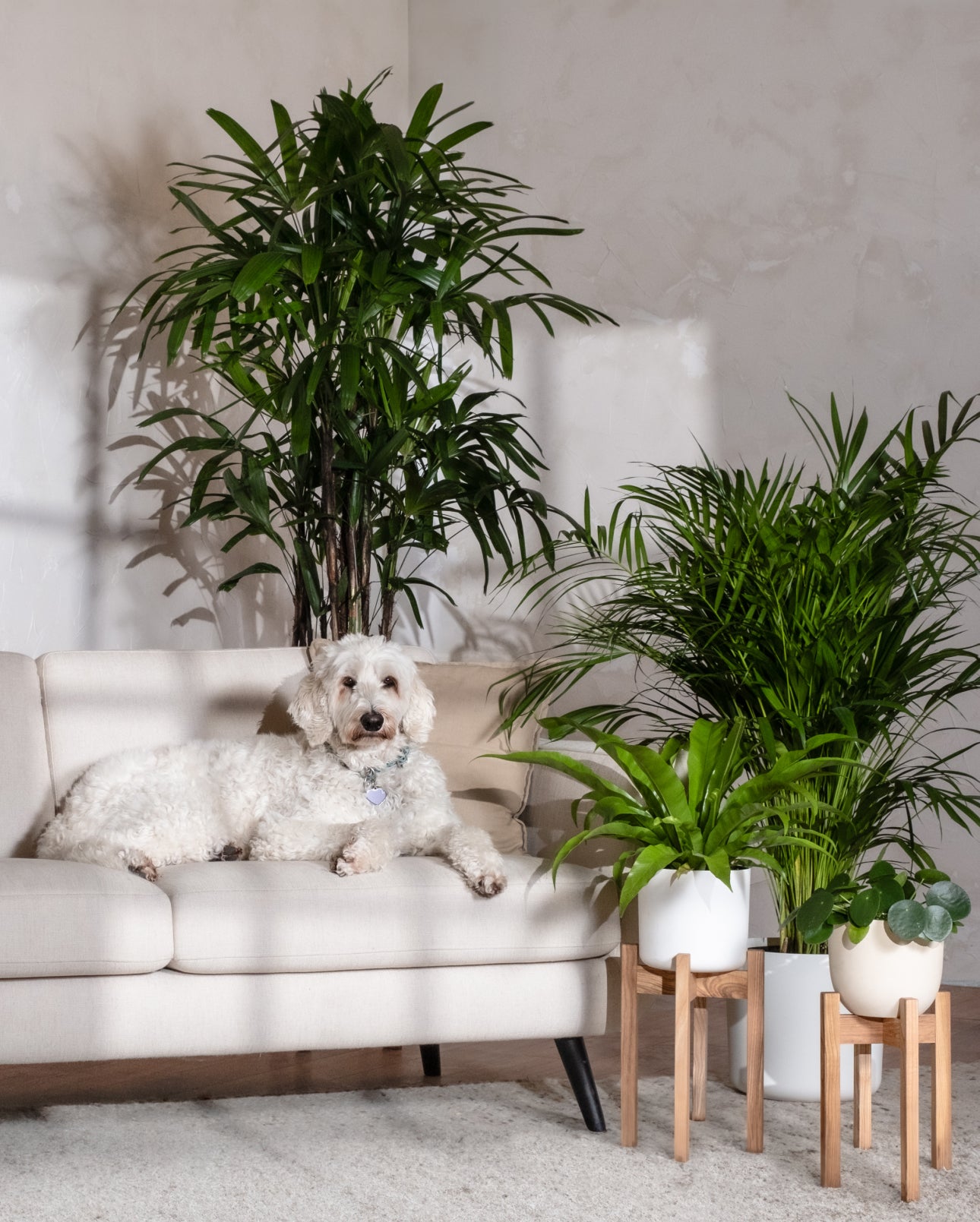Ein flauschiger weißer Hund liegt auf einem hellbeigen Sofa in einem sonnigen Raum mit dem tierfreundlichen Pflanzen-Set und einem hellen Teppich auf dem Boden.
