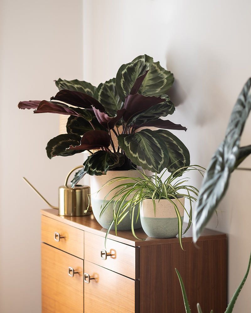 Ein Holzschrank ist mit zwei Topfpflanzen aus der Kollektion Kinderfreundliches Duo und einer goldenen Gießkanne geschmückt. Die große Calathea roseoptica hat dunkelgrüne und violette Blätter, während die kleinere Pflanze dünne, grüne, gewölbte Blätter aufweist. Ein sanftes Licht erhellt die Szene und schafft eine ruhige Raumatmosphäre, die perfekt für das Kinderfreundliche Duo ist.