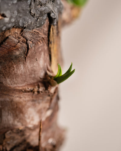 Nahaufnahme eines Baumstamms mit einer kleinen grünen Knospe, die aus einem Riss in der Rinde sprießt und an die Widerstandsfähigkeit der Kleinen Yucca erinnert. Der Hintergrund ist verschwommen, wodurch die Rindendetails und der kräftige Neuwuchs hervorgehoben werden und ein Hauch tropischen Flairs entsteht.