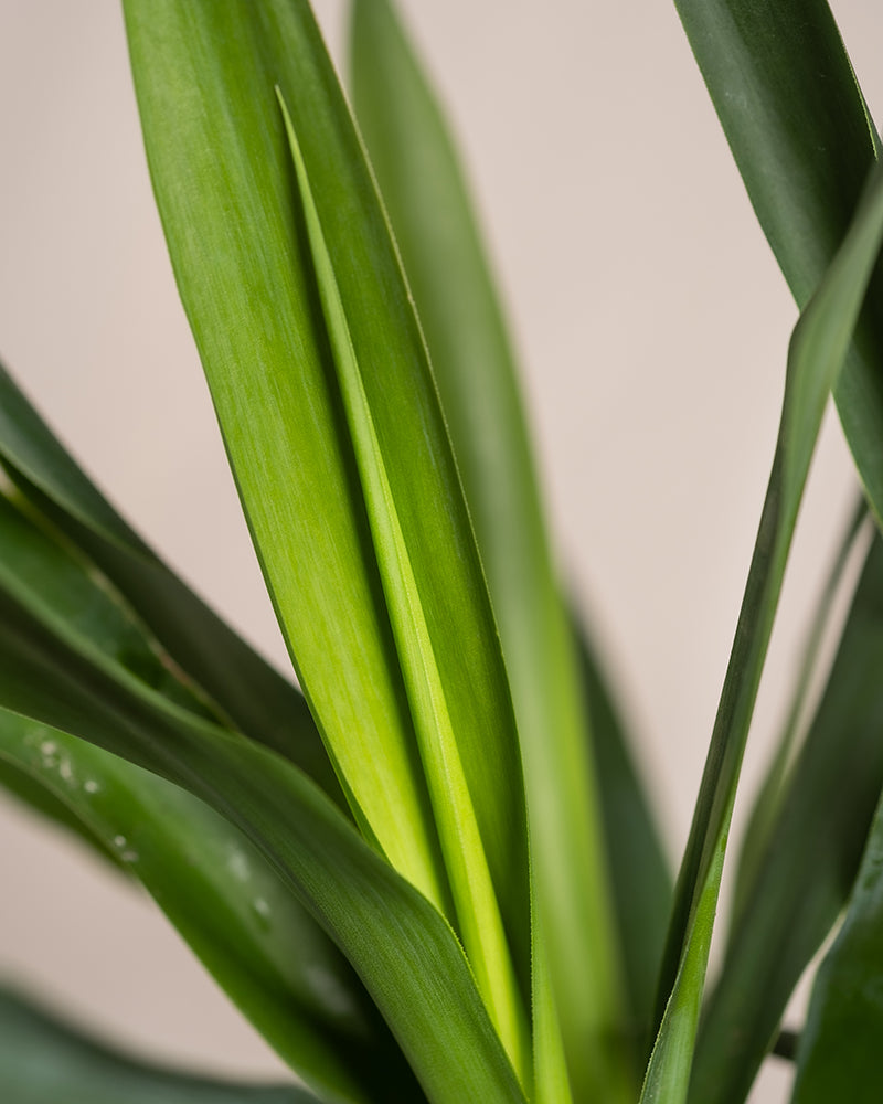 Nahaufnahme der langen, schmalen grünen Blätter einer Kleinen Yucca. Die Blätter sind glatt mit spitzen Enden und überlappen sich, was ein tropisches Flair verleiht. Der Hintergrund ist weich und unscharf und hebt die satten Grüntöne der Blätter hervor.