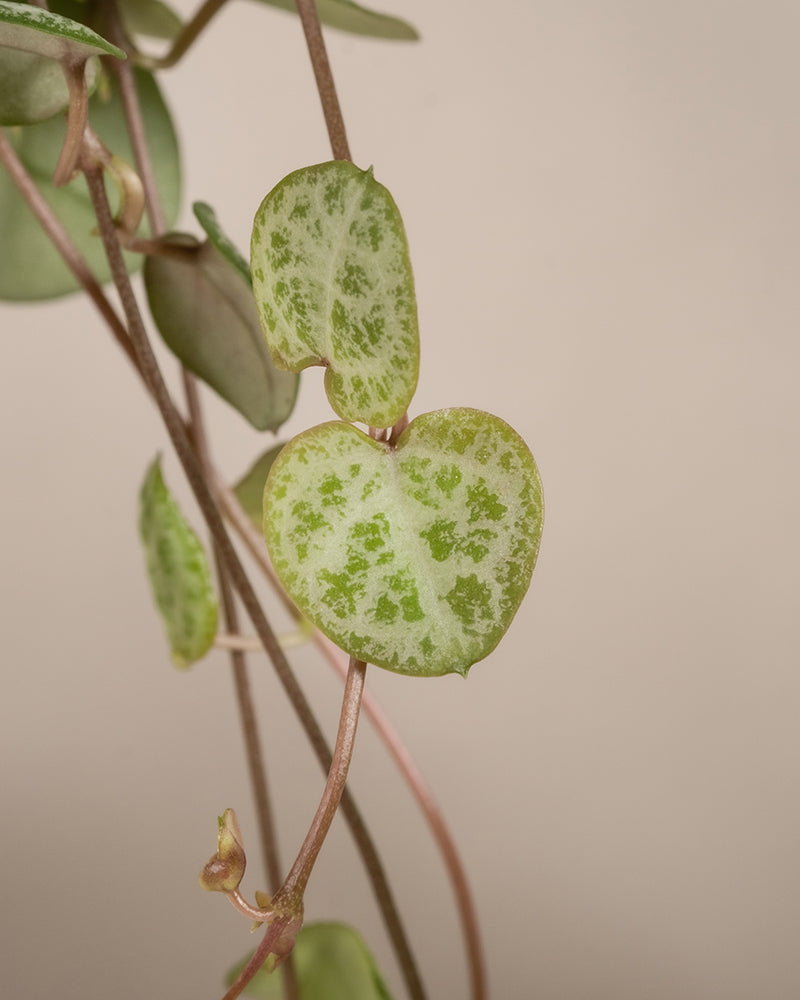 Nahaufnahme einer Ceropegia woodii (Herzschnur)-Pflanze mit mehreren kleinen, herzförmigen Blättern mit grüner und heller Panaschierung. Die Blätter sind an dünnen, bräunlichen Ranken befestigt. Der Hintergrund ist neutral und verschwommen und betont die zarte Schönheit dieses Pflanzen-Sets fürs Regal.