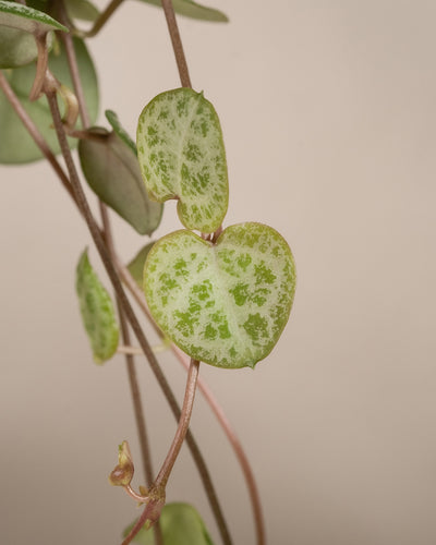 Nahaufnahme einer Ceropegia woodii (Herzschnur)-Pflanze mit mehreren kleinen, herzförmigen Blättern mit grüner und heller Panaschierung. Die Blätter sind an dünnen, bräunlichen Ranken befestigt. Der Hintergrund ist neutral und verschwommen und betont die zarte Schönheit dieses Pflanzen-Sets fürs Regal.