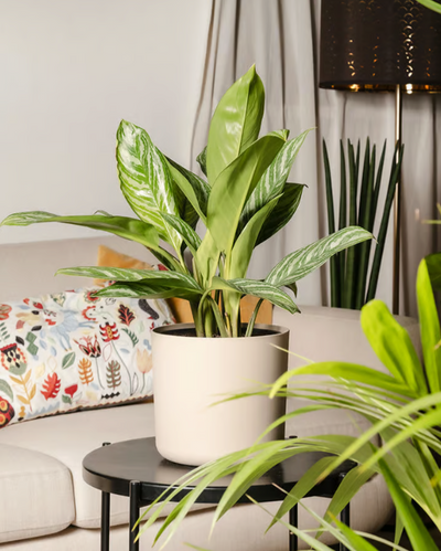 Eine große grüne Pflanze in einem stilvollen Kunststoff-Topfset „Lumi“ steht auf einem kleinen schwarzen Tisch in einem modernen Wohnzimmer. Im Hintergrund ist ein beiges Sofa mit bunten Blumenkissen zu sehen, neben dem eine weitere große Pflanze neben einer schwarzen Stehlampe steht. Auf der rechten Seite ist teilweise ein Vorhang zu sehen.