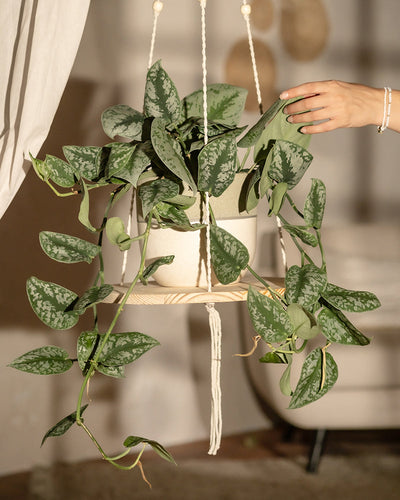 Eine üppige, grüne Pothos-Pflanze mit bunten Blättern sitzt in einem weißen Topf auf einem Makramee-Hänger Floaty (1er) und erzeugt die Illusion eines schwebenden Paradieses. Eine Hand berührt sanft die Blätter, während der sanft beleuchtete Hintergrund eine warme und gemütliche Atmosphäre schafft.