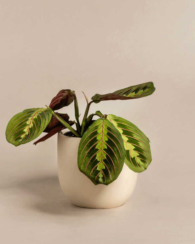In einem kleinen weißen Keramiktopf befindet sich eine Maranta, die für ihre grünen Blätter mit dunkelroten Adern und kastanienbrauner Unterseite bekannt ist. Die Pflanze steht vor einem hellbeigen Hintergrund.