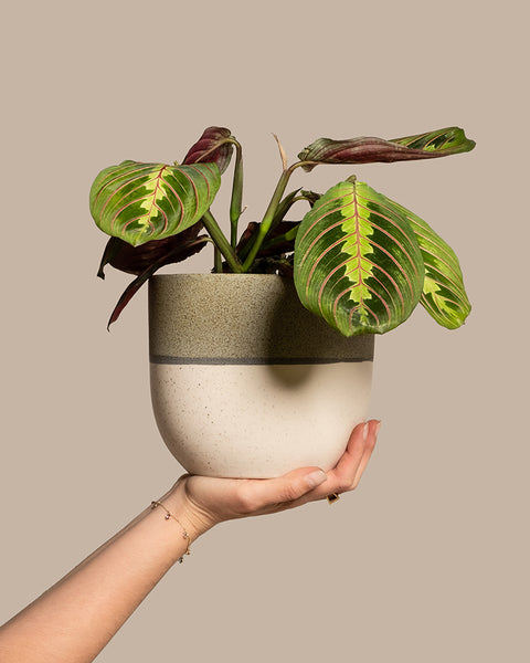 Eine Hand hält einen zweifarbigen Keramiktopf mit einer Maranta. Die Pflanze hat breite, ovale Blätter mit grünen und hellgrünen Mustern entlang der Adern und einer tiefroten Unterseite. Der Hintergrund ist einfarbig beige.