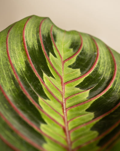 Nahaufnahme eines grün-roten Maranta-Blattes, auch als Maranta-Pflanze bekannt. Das Blatt weist kräftige Grüntöne mit dunkelgrünen Flecken und roten Adern auf, die ein auffälliges dreifarbiges Muster bilden. Der Hintergrund ist in einem sanften Beige gehalten, das die leuchtenden Farben und komplizierten Details des Blattes hervorhebt.