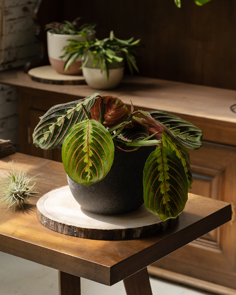 Auf einem Holztisch steht eine Maranta im Topf mit grünen und rot geaderten Blättern. Auf dem Tisch stehen außerdem ein runder Holzuntersetzer und eine kleine Luftpflanze. Im Hintergrund steht ein Holz-Sideboard mit weiteren Topfpflanzen. Das Ambiente wirkt warm und gemütlich.