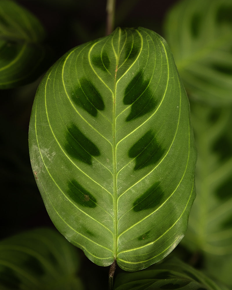 Detailaufnahme eines Blattes einer Maranta light veins.