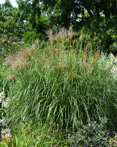 Hoher, dichter Büschel grünen Ziergrases, bekannt als Miscanthus sinensis „Strictus“, mit langen, schlanken Halmen und dünnen, federähnlichen Federbüscheln an der Spitze, vor einem Hintergrund aus üppigem Laub und Bäumen in einer Gartenumgebung.