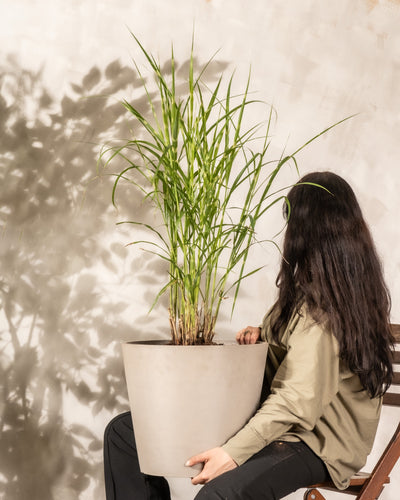 Eine Person mit langen, dunklen Haaren und einer hellgrünen Jacke sitzt auf einem Holzstuhl vor einem großen Topf Miscanthus sinensis 'Gracillimus', der sich durch seine hohen, dünnen grünen Blätter auszeichnet. Die Person hält den Topf mit beiden Händen, während an der Wand hinter ihr der Schatten einer anderen Pflanze sichtbar ist.