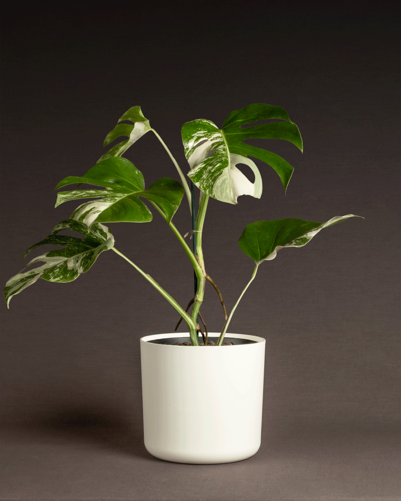 Eine Monstera deliciosa variegata im Topf mit auffällig großen, weiß gefleckten Blättern vor einem dunklen, neutralen Hintergrund in einem schlichten weißen Topf. Diese seltene Pflanze weist atemberaubende grün-weiß gefleckte Muster auf.