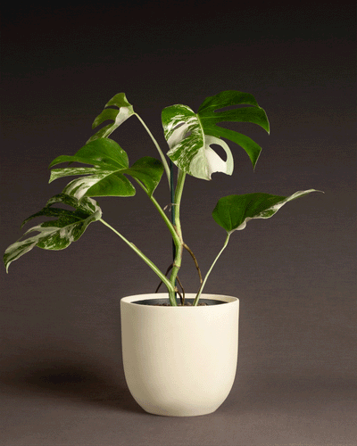 Eine seltene Monstera deliciosa variegata mit weiß panaschierten Blättern steht in einem schlichten, cremefarbenen, runden Topf. Der Hintergrund ist ein dunkles, abgestuftes Braun, das die Pflanze und den Topf hervorhebt. Die Gesamtszene ist minimalistisch und elegant.