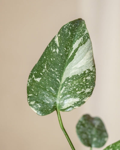 Eine Nahaufnahme eines Hydro • Monstera Thai Constellation-Blattes mit weißer Panaschierung auf hellbeigem Hintergrund. Das Blatt hat eine ausgeprägte Mittelrippe und weist ein gesprenkeltes Muster auf, das für die Sorte Thai Constellation charakteristisch ist. Ein weiteres ähnlich panaschiertes Blatt ist teilweise im Hintergrund sichtbar.