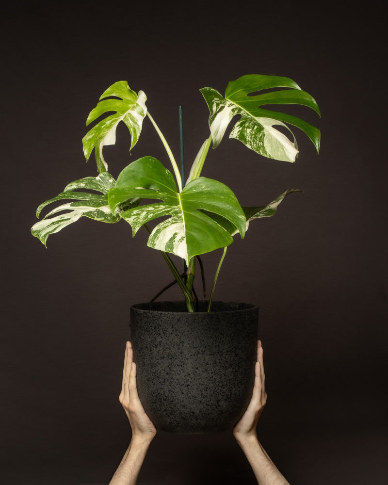 Ein Paar Hände hält einen schwarzen Topf mit einer Monstera deliciosa variegata. Diese wahre Rarität zeigt markante große grüne Blätter, akzentuiert mit weiß panaschierten Blättern und eleganten Spalten. Der dunkle Hintergrund bietet einen auffälligen Kontrast zum leuchtenden Laub der Pflanze.