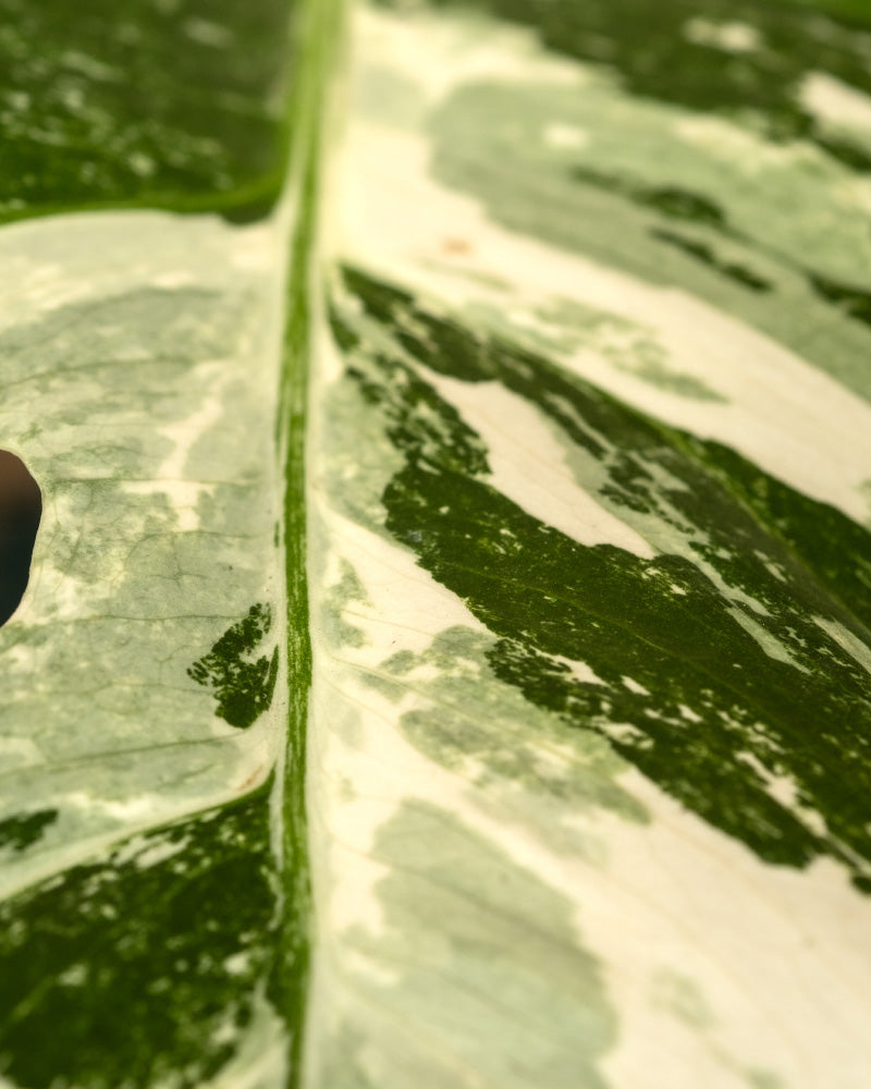 Nahaufnahme eines Blattes der Monstera deliciosa variegata mit einer markanten Mittelader. Die Blätter weisen hellgrüne, weiße und dunkelgrüne Flecken auf und zeigen ein natürliches marmoriertes oder gesprenkeltes Muster. Die Textur erscheint glatt mit subtilen Andeutungen von Erhebungen und Schattierungen – wirklich eine Seltenheit.