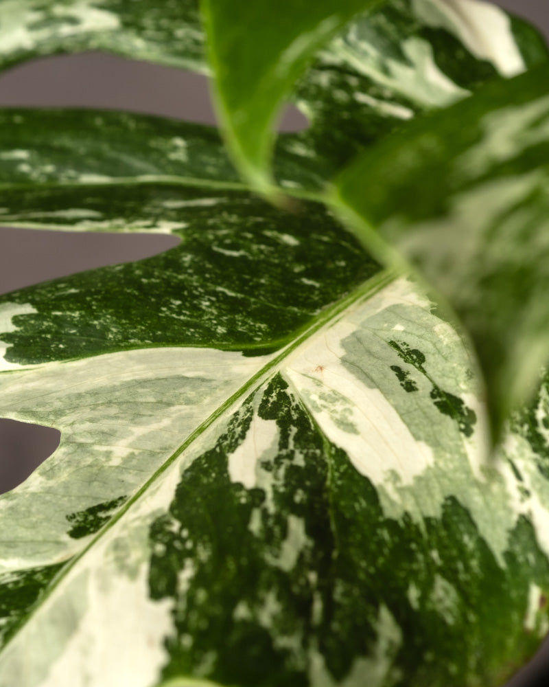 Nahaufnahme eines Blattes der Monstera deliciosa variegata, das eine Mischung aus grün-weißen bunten Mustern zeigt. Das Blatt weist charakteristische Fensterungen und eine glänzende Textur auf, wobei die komplexe Buntheit fast marmoriert wirkt. Der sanft verschwommene Hintergrund hebt diese seltene Pflanze hervor.