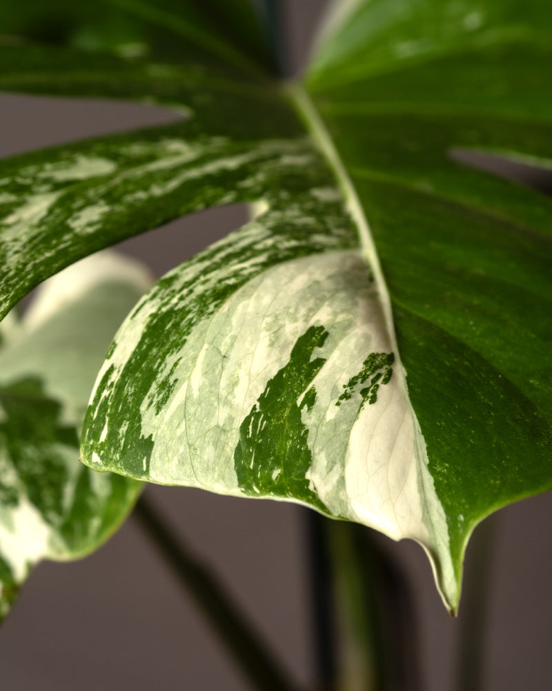 Nahaufnahme eines Blattes der Monstera deliciosa variegata mit weiß gefleckten Blättern. Das Blatt weist ein unregelmäßiges Muster auf, das Dunkelgrün mit cremeweißen Flecken vermischt und vor einem unscharfen Hintergrund scharf abgebildet ist – eine wahre botanische Rarität.