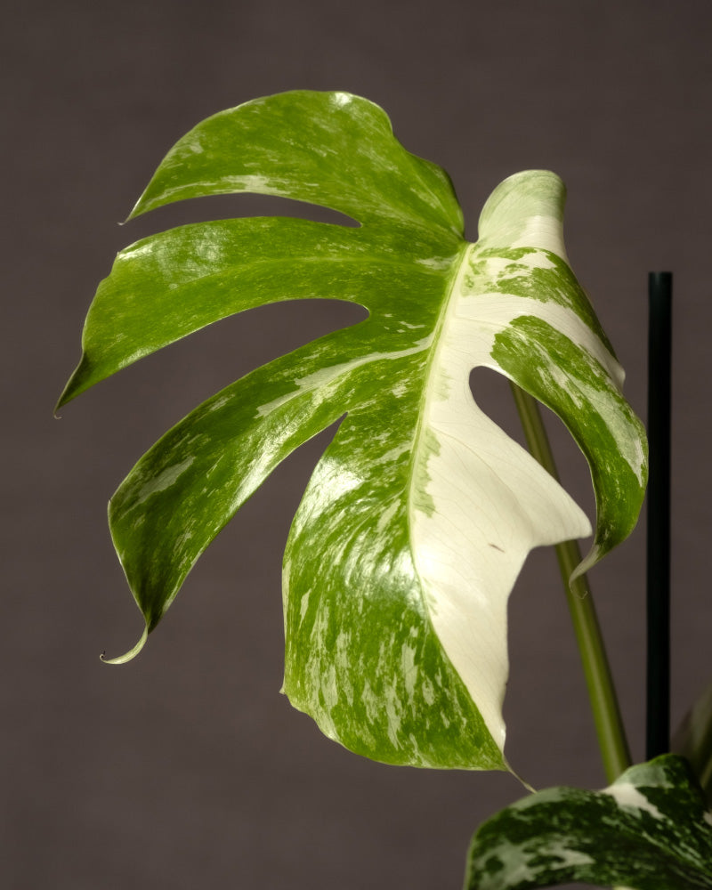 Nahaufnahme eines Blattes der Monstera deliciosa variegata mit leuchtendem, glänzendem grün-weißem Blattwerk mit markanten Rissen und Löchern. Das auffällige Blatt hebt sich von einem schlichten dunklen Hintergrund ab.