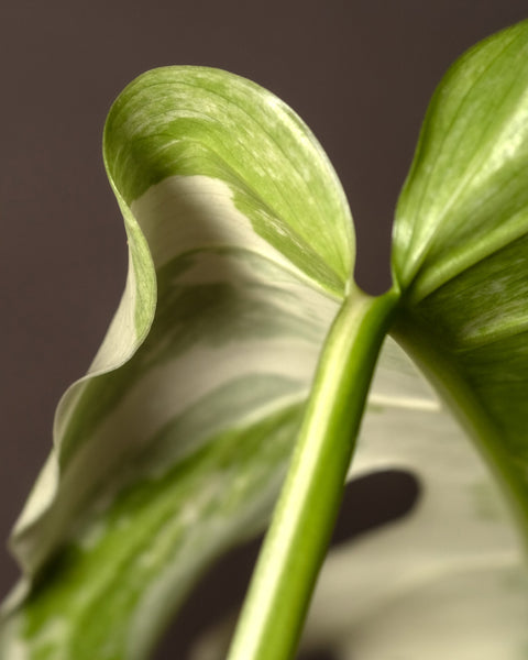 Nahaufnahme eines grün-weiß panaschierten Blattes mit glatten, gewellten Rändern. Die komplexen Details der Textur dieser Monstera deliciosa variegata werden hervorgehoben, mit weiß panaschierten Blättern mit einem marmorartigen Muster auf dem weißen Hintergrund. Das Bild ist vor einem neutralen Hintergrund aufgenommen.