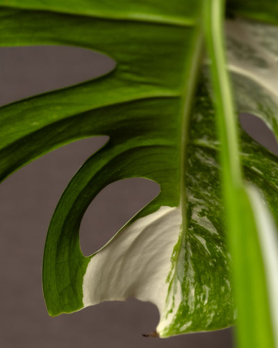 Nahaufnahme eines Blattes der Monstera deliciosa variegata mit natürlichen Löchern und einer Mischung aus grün und weiß bunten Blättern. Der unscharfe Hintergrund betont die komplizierten Muster und Texturen dieser seltenen Pflanze.