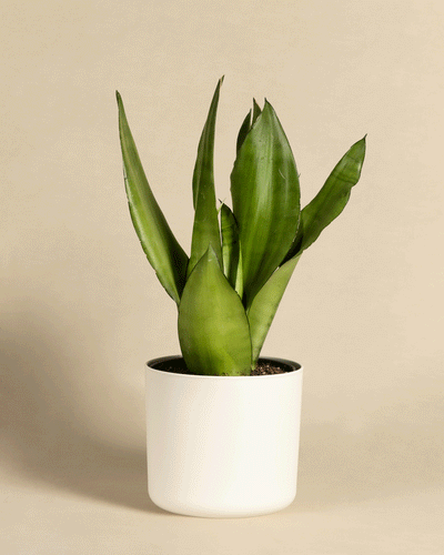 Eine große Schlangenpflanze, bekannt als Moonshine, mit langen, aufrechten und spitzen grünen Blättern ist in einen einfachen weißen zylindrischen Topf gepflanzt. Der Hintergrund hat eine neutrale Beigefarbe.