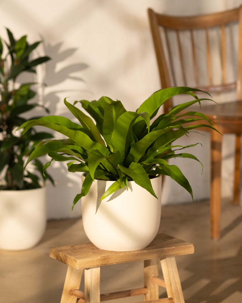 Ein weißer Keramiktopf mit einem gesunden Nestfarn (Asplenium nidus) steht auf einem Holzhocker in einem sonnendurchfluteten Raum. Im Hintergrund sind ein Holzstuhl und eine weitere Topfpflanze zu sehen, deren Schatten das Sonnenlicht wirft. Die Szene wirkt warm und einladend.