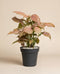 Eine getopfte Syngonium 'Neon' - feey mit leuchtend rosa-grünen Blättern sitzt in einem einfachen schwarzen Topf vor einem schlichten beigen Hintergrund.