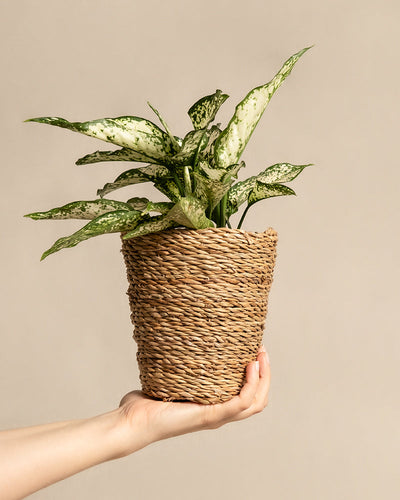 Eine Hand hält einen dekorativen Pflanzenkorb aus Seegras (Kesat | 16 cm ⌀) mit einer grünen, gesprenkelten Blattpflanze vor einem neutralen beigen Hintergrund.