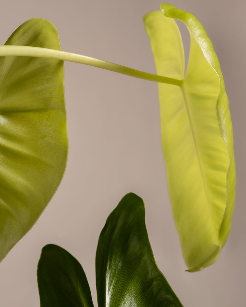 Eine Detailansicht des Philodendron burle marx variegata zeigt drei verschiedene Blätter vor einem neutralen Hintergrund. Zwei Blätter weisen einen kräftigen Grünton mit strukturierter Oberfläche auf, und das dritte Blatt weist als Kontrast ein dunkleres, glänzendes Grün auf – ideal für Pflanzenliebhaber.