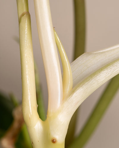 Nahaufnahme eines Philodendron burle marx variegata-Stammes mit seinen grünen und blassgelben Zweigen. Das Auftauchen neuer Triebe hebt die natürlichen Texturen und Details der Pflanze vor einem neutralen Hintergrund hervor – eine echte Seltenheit in der Pflanzenpflege.