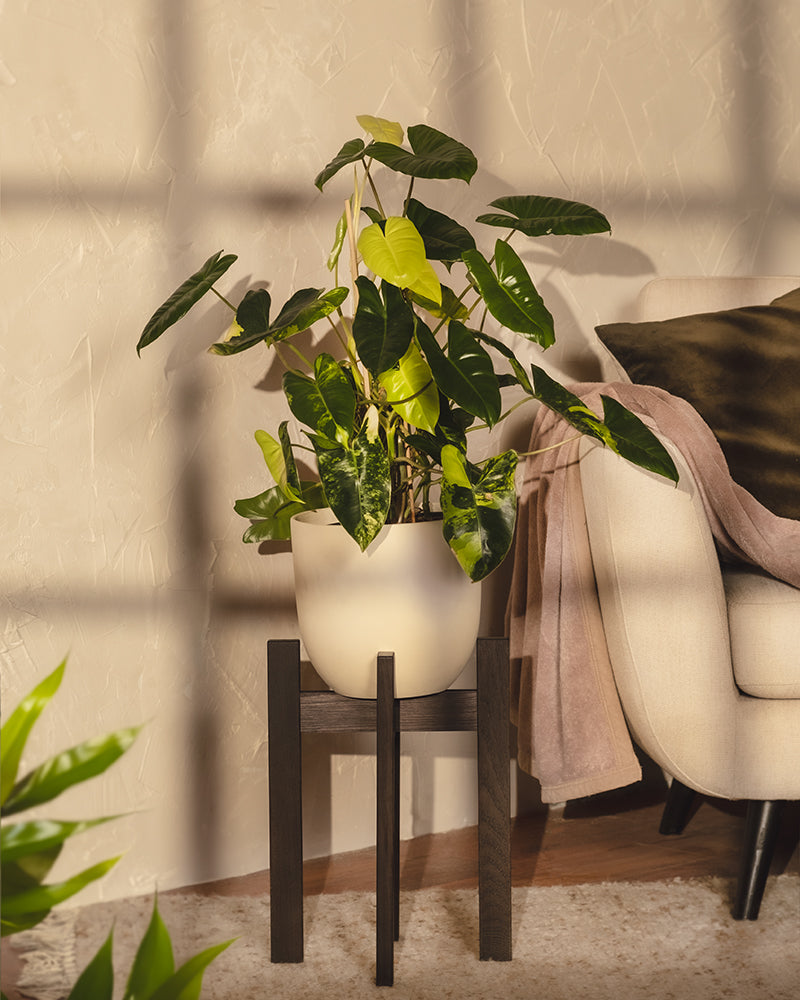 Ein seltener Philodendron burle marx variegata mit großen, dunkelgrünen Blättern steht elegant auf einem Holzständer neben einem beigen Sofa. Sonnenlicht fällt durch das Fenster und wirft Schatten auf die strukturierte Wand und den Boden. Eine weiche braune Decke, die über die Sofalehne drapiert ist, wertet diese Oase der Eleganz und Pflanzenpflege auf.