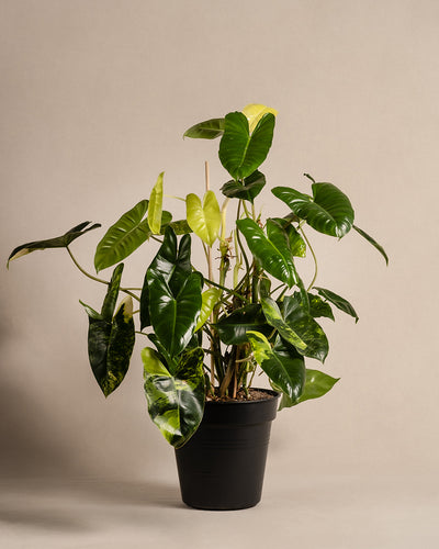 Ein atemberaubender Philodendron burle marx variegata mit großen, glänzenden Blättern in verschiedenen Grüntönen steht wunderschön in einem schwarzen Topf vor einem neutralen Hintergrund. Diese seltene Pflanze hat kräftiges, gesundes Blattwerk und ist damit eine elegante Ergänzung für jeden Raum. Ideal für Fans der Pflanzenpflege.