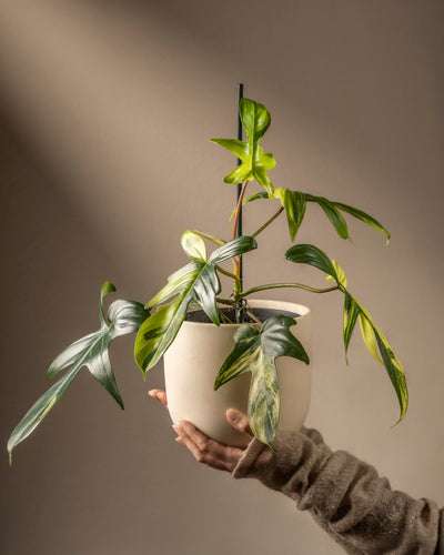 Eine Hand mit braunen Ärmeln hält einen weißen Topf mit dem leuchtenden Philodendron „Florida Beauty“, dessen glänzende Blätter durch das Sonnenlicht vor einem neutralen Hintergrund hervorgehoben werden und seine einzigartige Panaschierung zur Schau stellen.