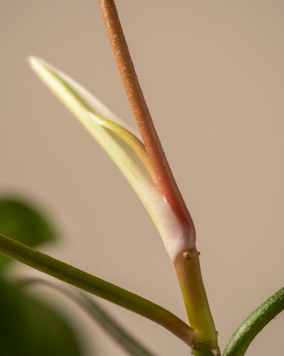 Eine Nahaufnahme des Philodendron „Florida Beauty“ zeigt ein junges Blatt, das aus einem rötlichen Stiel wächst und seine blassgrüne Farbe mit charakteristischen weißen Rändern vor einem unscharfen Hintergrund zur Schau stellt.