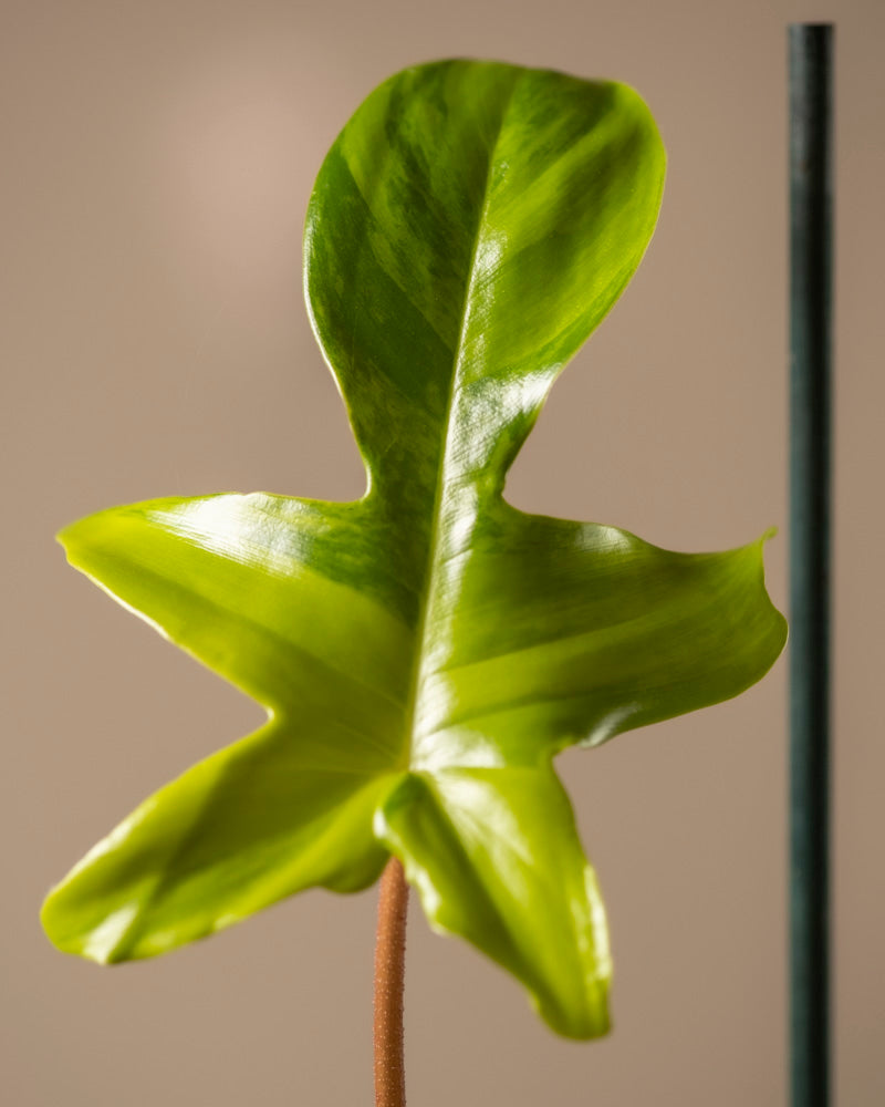 Ein einzelnes, glänzend grünes Philodendron-Blatt „Florida Beauty“ mit welliger Textur und dezenter Panaschierung hängt an einem schlanken braunen Stiel. Auf der rechten Seite ist vor einem schlichten hellbeigen Hintergrund ein vertikaler dunkler Stab zu sehen.