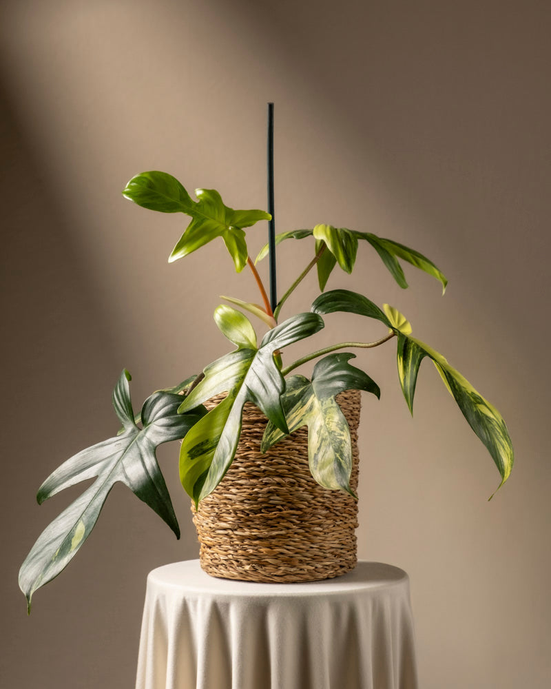 Ein Philodendron „Florida Beauty“ mit bunten Blättern ruht in einem geflochtenen Korb auf einem drapierten runden Tisch, angestrahlt von sanftem Licht, das seine markante Panaschierung vor einem neutralen Hintergrund hervorhebt.