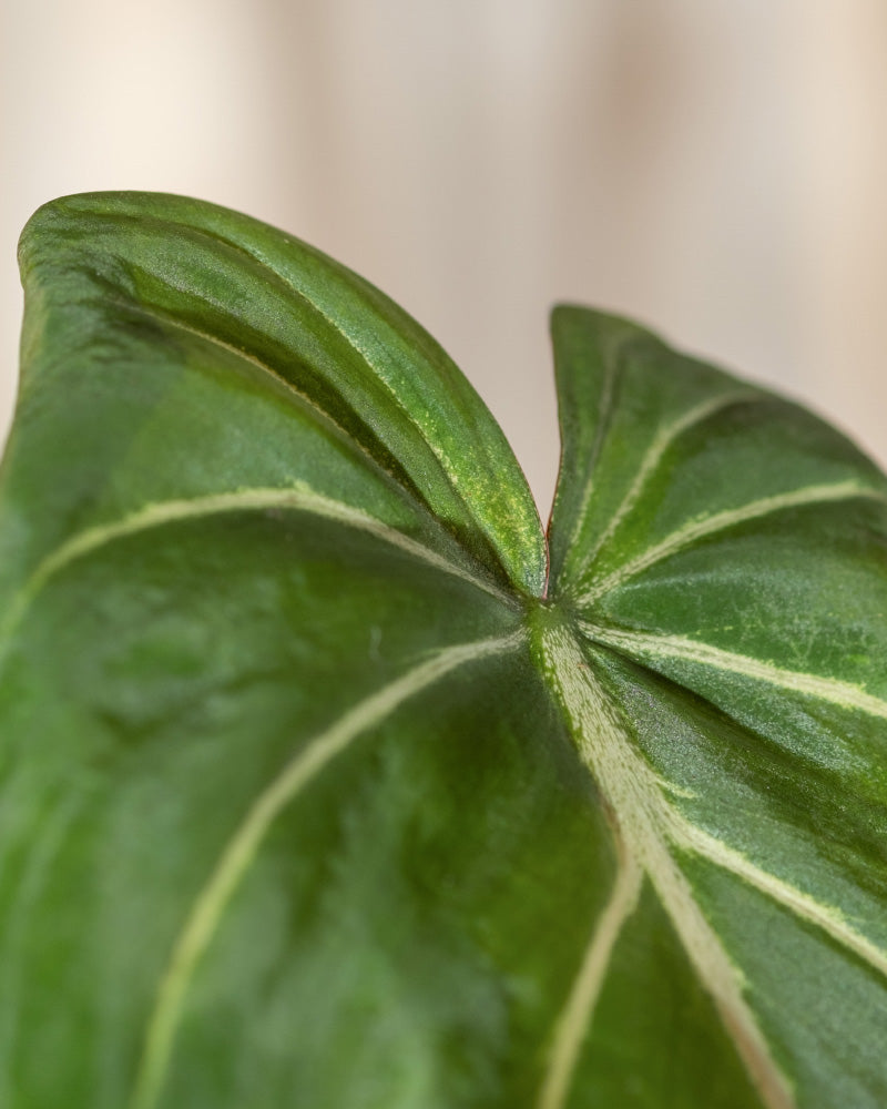 Nahaufnahme eines einzelnen Blattes eines Hydrophilodendron gloriosum mit auffälligen weißen Adern und herzförmigem Aussehen. Die Textur des Blattes ist glatt und die Beleuchtung hebt seinen natürlichen Glanz hervor. Der Hintergrund ist leicht verschwommen, sodass der Fokus auf dem Blatt liegt.