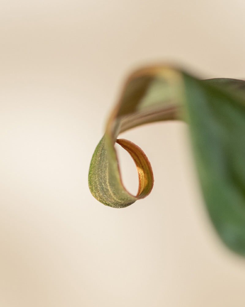 Nahaufnahme eines einzelnen Hydro • Philodendron gloriosum-Blattes mit einer gekräuselten Spitze, das einen Farbverlauf von Grün- zu Brauntönen aufweist. Der Hintergrund ist weich und unscharf, wodurch die komplexen Texturen und Farben des Blattes hervorgehoben werden.