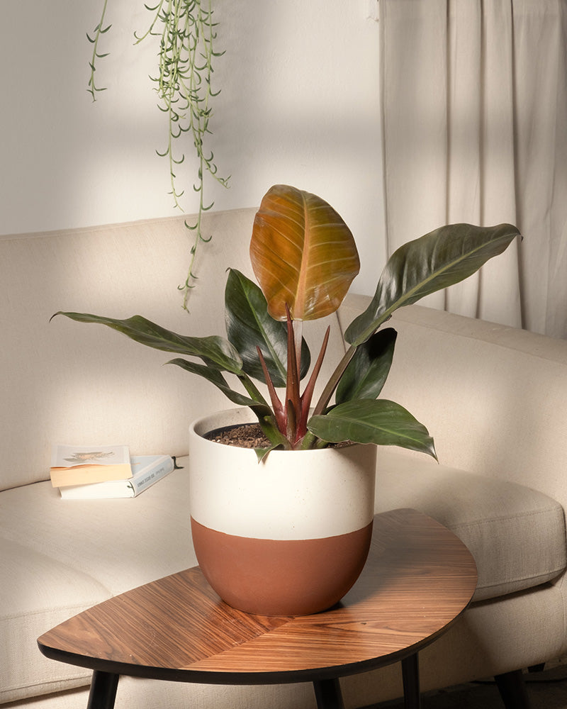 Philodendron 'Imperial Red' in einem rotbraunen Varaido-Topf von feey fotografiert auf einem Tisch im Wohnzimmer