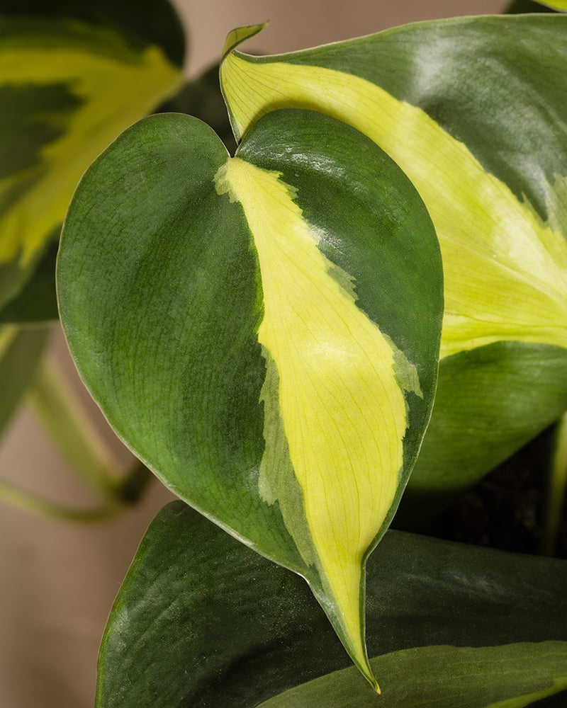 Detailaufnahme vom Blatt eines Philodendron scandens Brasil