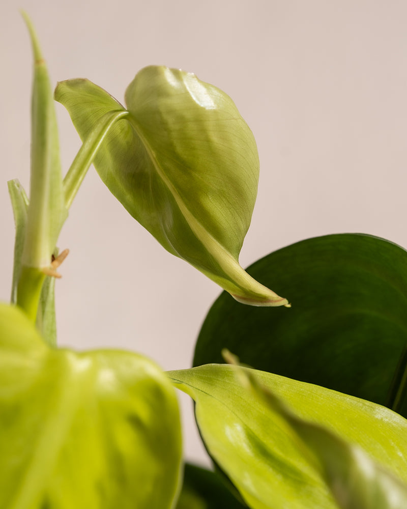 Detailaufnahme vom Blatt eines Philodendron scandens Brasil