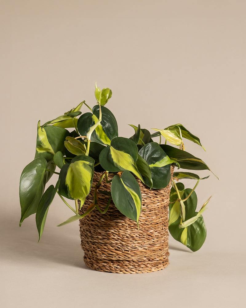 Philodendron scandens Brasil im einen 'Kesat' Topf von feey