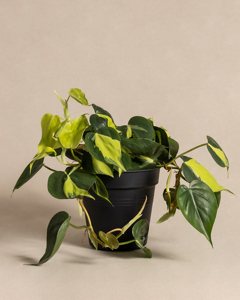 Philodendron scandens Brasil ohne Ubertopf