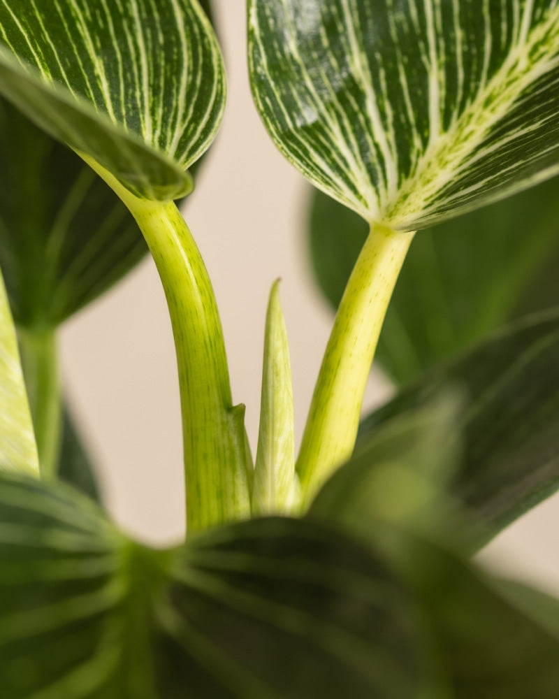 Nahaufnahme eines leuchtend grünen Familienzuwachs-Set Philodendron Birkin mit langen, glatten Blättern mit hellen Adern. Das Bild zeigt die Textur und die komplizierten Details der Blätter und Stängel und hebt die natürlichen Muster und die Struktur der Pflanze hervor.