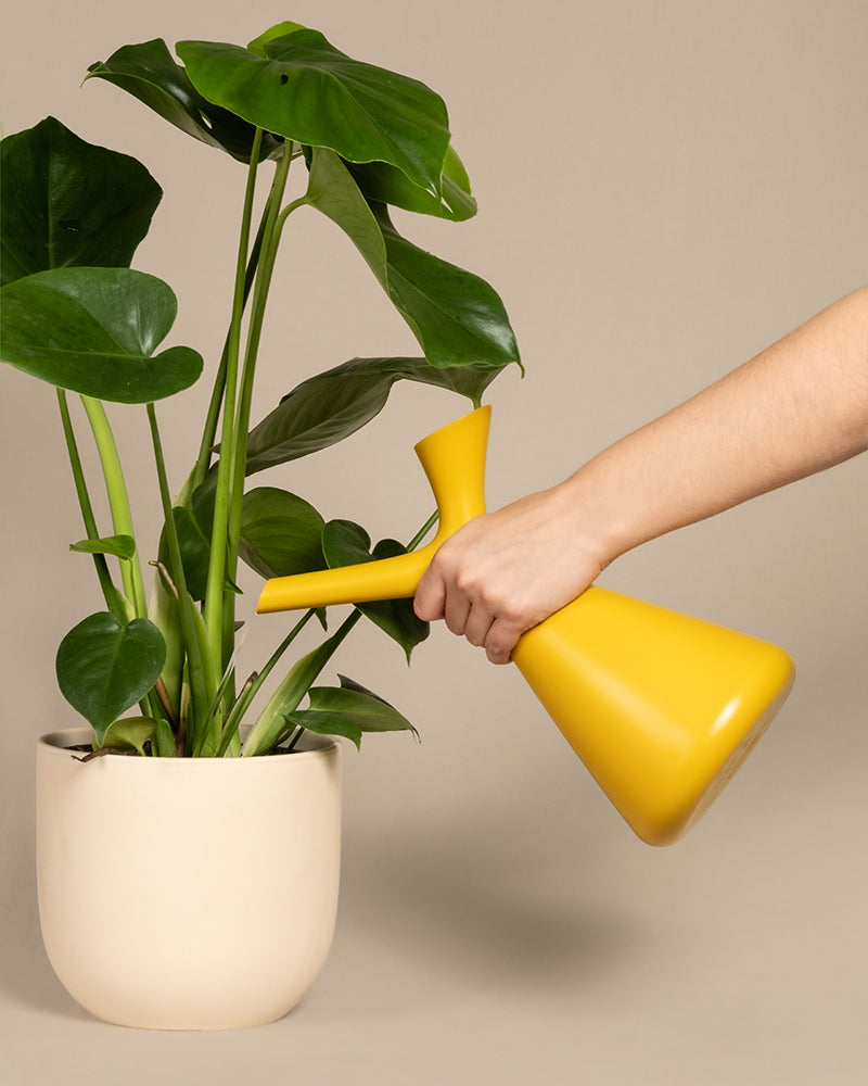 Eine Hand hält eine moderne, gelbe Plunge Gießkanne mit schlanken Hals und gießt eine Topfpflanze mit großen grünen Blättern in einem beigen Keramiktopf vor einem neutralen Hintergrund.