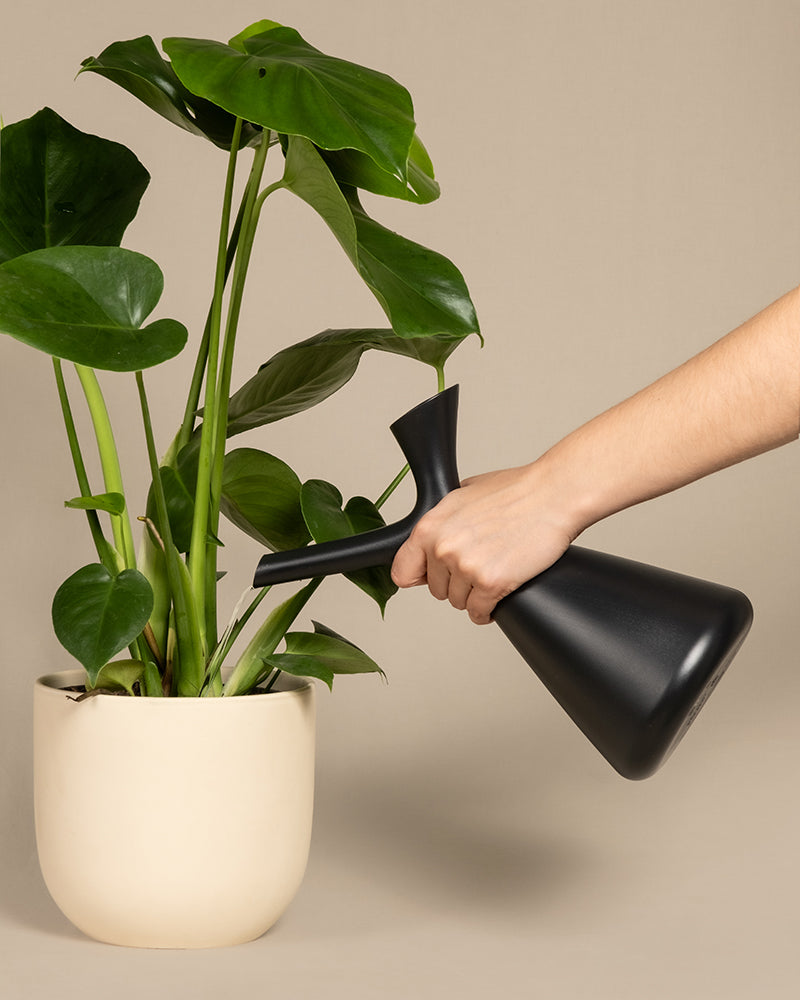 Ein beiger Keramiktopf mit einer grünen Zimmerpflanze. Eine Hand hält eine schwarze Plunge Gießkanne mit einem schlichten, modernen Design und ist Pflanzen gießen. Der Hintergrund ist in einem schlichten Beige gehalten.