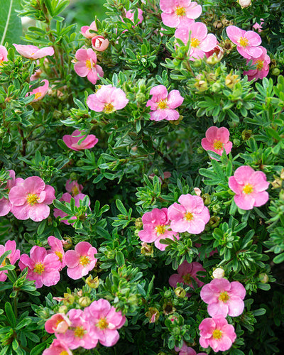 Die Rosa Fingerstrauch ist ein pflegeleichter Strauch mit kräftigen rosa Blüten und üppigen grünen Blättern, mit rosaroten Potentilla-Blüten, die wunderschön über das dichte Laub verteilt sind und für ein farbenfrohes und lebendiges Bild sorgen.