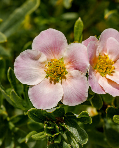 Nahaufnahme von zwei hellrosa Rosa Fingerstrauchblüten mit jeweils fünf Blütenblättern und gelber Mitte, umgeben von grünen Blättern. Der unscharfe Laubhintergrund hebt ihre zarte Textur und Farbe hervor.