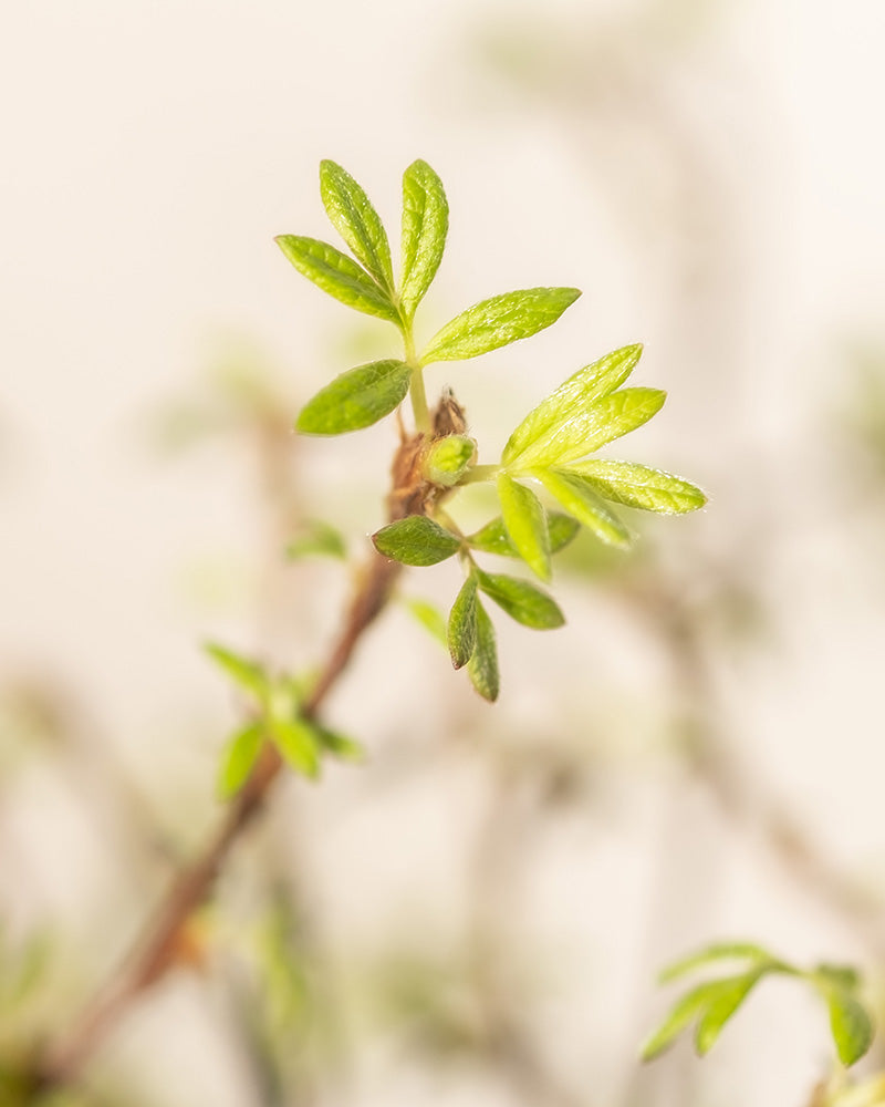 Eine Nahaufnahme eines kleinen Zweigs mit frischen, hellgrünen Blättern neben rosaroten Potentilla-Blüten. Vor einem unscharfen, hellbeigen Hintergrund fängt das Bild die leuchtende Farbe und zarte Textur des Rosa Fingerstrauchs ein.